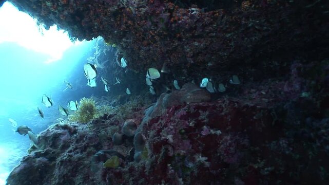 underwater fish scenery from mediterranean  sea breams ocean scenery underwater landscape seabreams  Diplodus sargus 