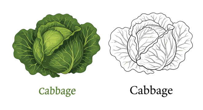 Illustration of a fresh green cabbage in full color alongside its detailed black and white line art version.