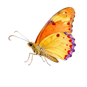 [Transparent Background PNG]Watercolor Painting of a Colorful Tropical Butterfly