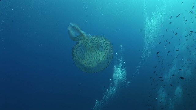 jellyfish scenery with long tentacles underwater moving slow and close sun beams and sun rays ocean scenery  mediterranean pelagia noctiluca