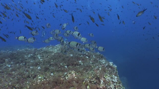 underwater scenery blue water damsel fish school ocean scenery mediterranean