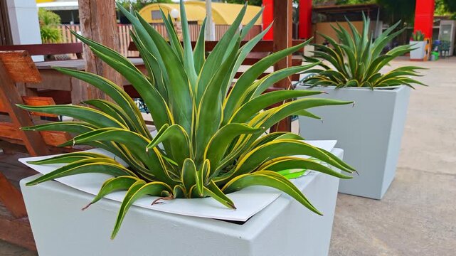 Parrot's Pen Agave