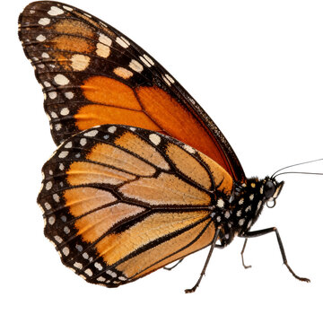 [Transparent Background PNG]Studio Shot of a Monarch Butterfly on White Background