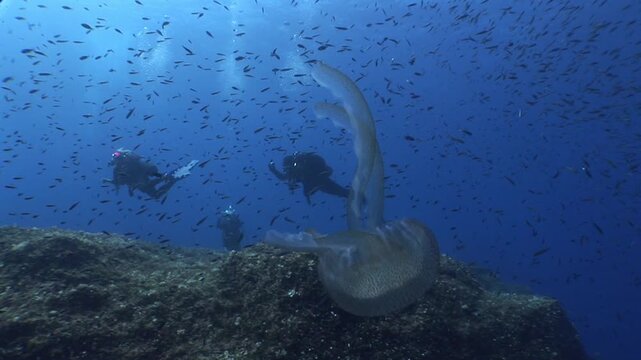 jellyfish scenery with long tentacles underwater moving slow and close sun beams and sun rays ocean scenery  mediterranean pelagia noctiluca