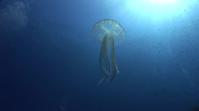 jellyfish scenery with long tentacles underwater moving slow and close sun beams and sun rays ocean scenery  mediterranean pelagia noctiluca