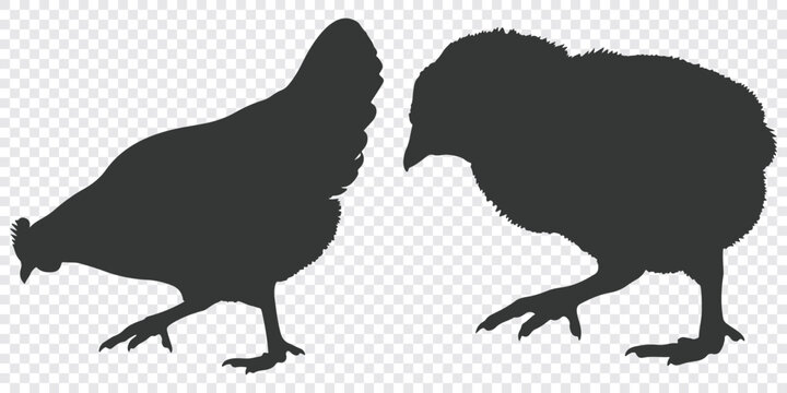 Flat vector graphic featuring silhouettes of a hen and chick facing each other on a transparent background.