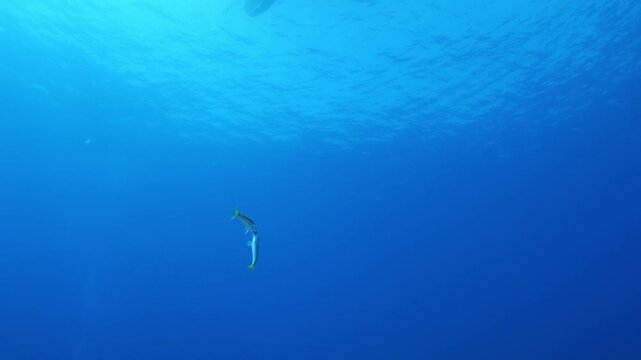 mullets underwater behaviour fotage of ocean fish like kissing