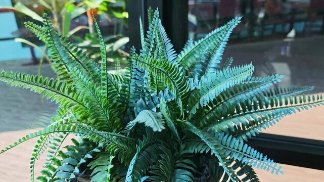 artificial fern