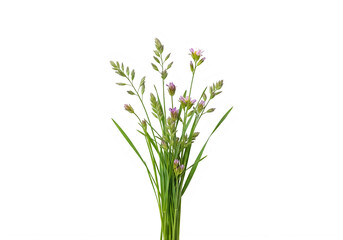 Fototapeta premium Bunch of green meadow grass with tiny pink flowers isolated on a transparent background