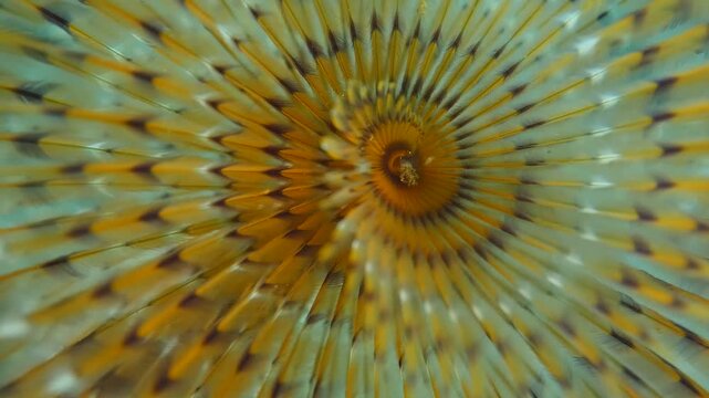 Sabella spallanzanii tube worm swinging underwater tubeworm