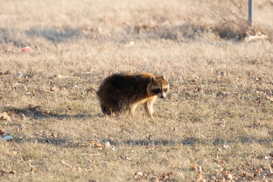 Sick Raccoon (Procyon lotor) Standing in Dry Grass Field in Ontario Canada