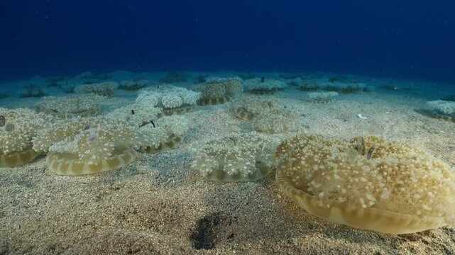 Cassiopea andromeda jellyfish group underwater mediterranean sea jelly fish