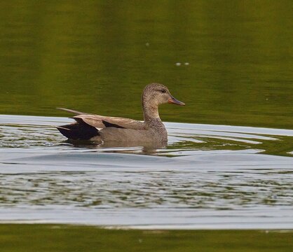 duck on the water, common urticaria (Mareca strepera)