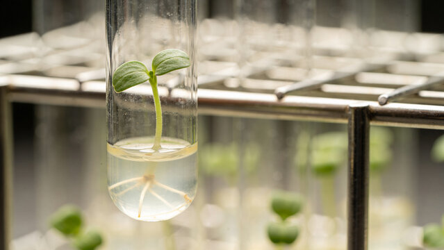 Plant growth in laboratory using biotechnology techniques for research and development in agritech