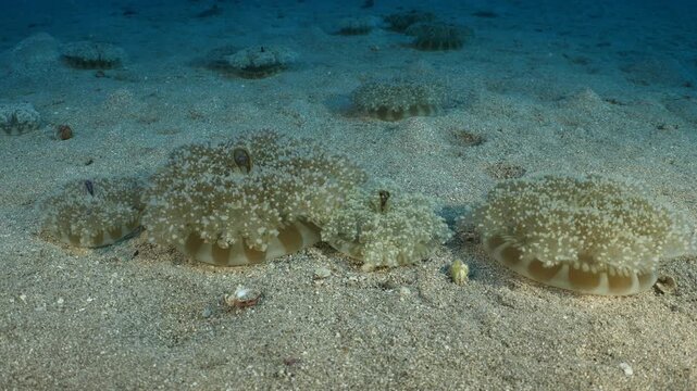 Cassiopea andromeda jellyfish group underwater mediterranean sea jelly fish