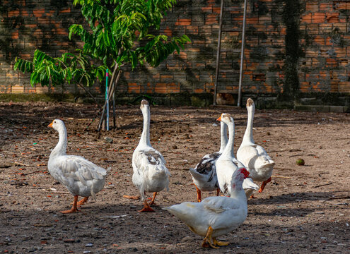 patos brancos no quintal