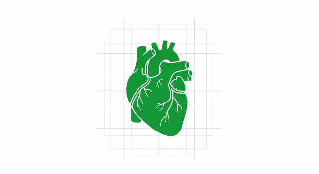 Green Anatomical Heart Illustration Over White, Medical and Healthcare Concepts Defined