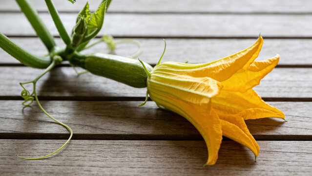 Growing zucchini flower resting on wooden surface in agricultural setting