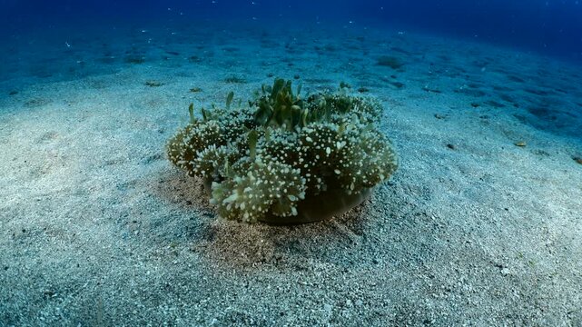 Cassiopea andromeda jellyfish underwater swim mediterranean sea jelly fish