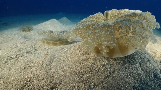 Cassiopea andromeda jellyfish group  underwater stand and move mediterranean sea jelly fish