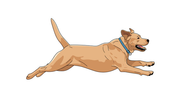 Energetic yellow Labrador dog caught in a running motion with its mouth open and tail up against a white background.