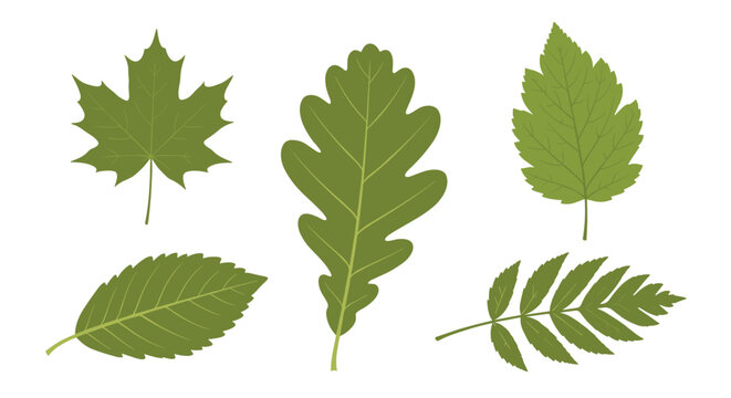 Collection of five different types of green deciduous leaves including maple oak and rowan shown in detail on a white background.