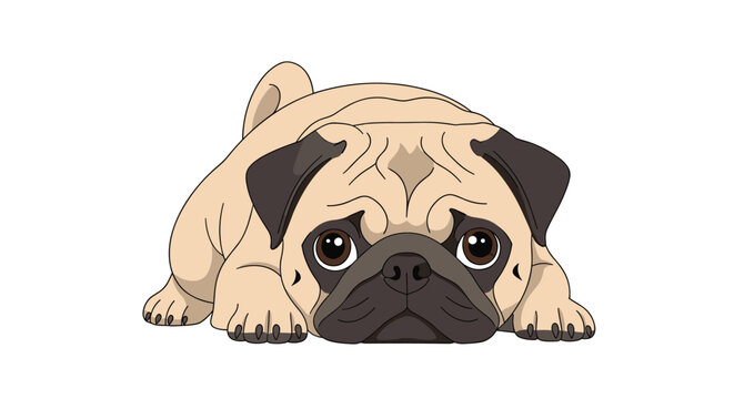 Adorable pug puppy lying flat on its belly with big brown eyes looking forward against a clean plain white background.