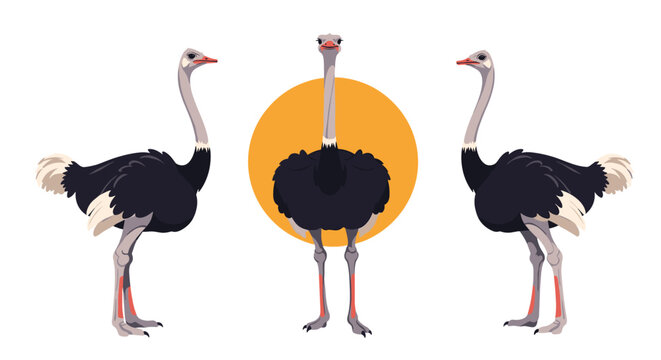 Group of three ostriches shown from different angles with one facing forward in front of a bright orange setting sun.