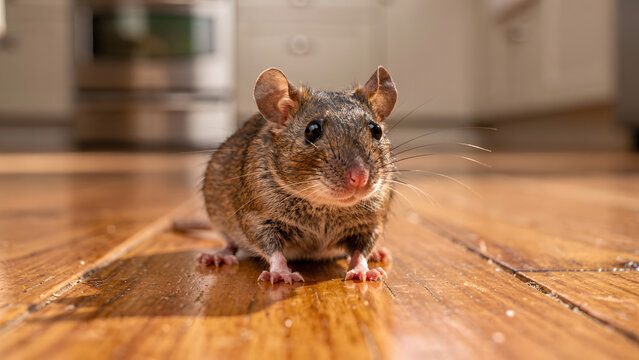 A curious brown house mouse stands on a wooden floor, kitchen in the background. Concept for pest control service, household hygiene and rodent infestation awareness