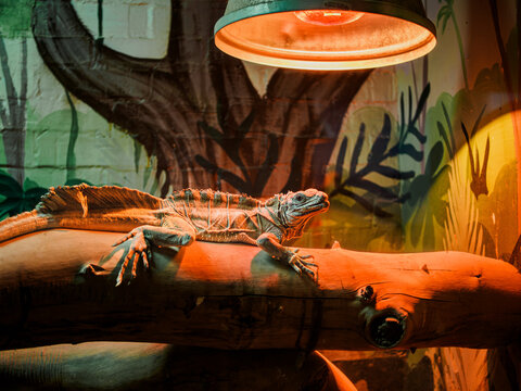 Horizontal shot of sailfin lizard hydrosaurus pustulatus sitting on log under warm lamp light at city zoo terrarium, exotic crested dragon reptile inside zoo park vivarium glass enclosure, captivity