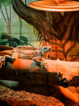 Vertical shot of large sailfin lizard hydrosaurus pustulatus under heating lamp inside city zoo terrarium, exotic crested dragon reptile on log in zoo park vivarium glass enclosure, captivity exhibit