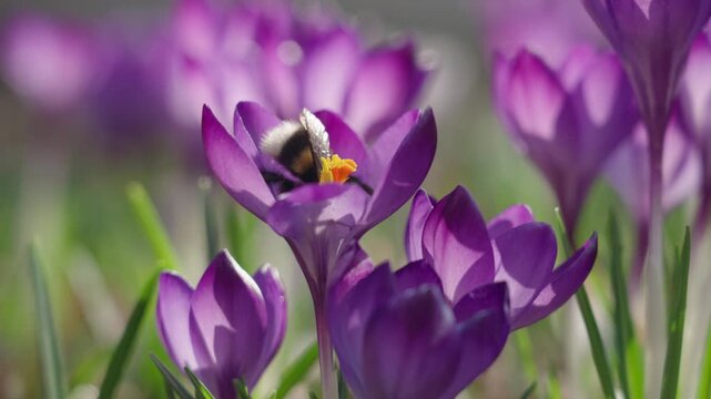 Bumblebee collecting nectar and pollen from blooming crocus flowers in early spring