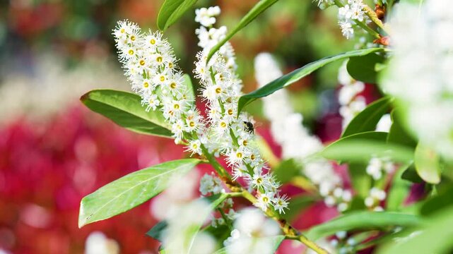 Bee collects pollen from blooming bush with white flowers known as Prunus laurocerasus or Cherry Laurel, lush flowering plant English Laurel or Common Laurel blossoming outside in spring garden.