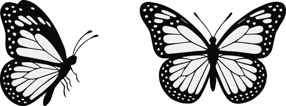 butterfly silhouette side and top view vector illustration pack assets