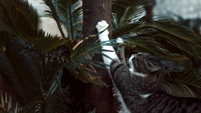 Cats wandering and relaxing outdoors in an urban environment. Natural behavior, city atmosphere, and candid animal moments create an authentic street lifestyle scene.
