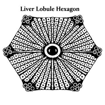 Classic liver lobule hexagonal cross-section showing central vein, portal triads, hepatocytes arranged in cords, and sinusoids