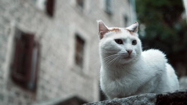 Cats wandering and relaxing outdoors in an urban environment. Natural behavior, city atmosphere, and candid animal moments create an authentic street lifestyle scene.