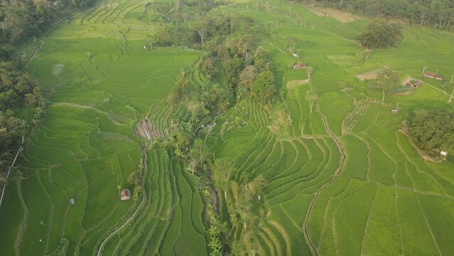 Aerial view of lush green terraced rice fields in a rural Indonesian valley surrounded by forest.