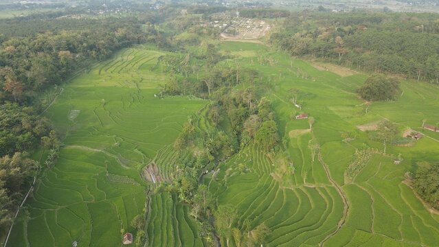 Aerial view of lush green terraced rice fields in a rural Indonesian valley surrounded by forest.