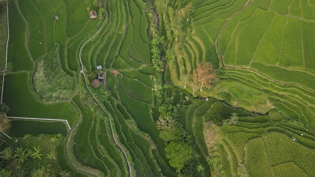 Aerial view of lush green terraced rice fields in a rural Indonesian valley surrounded by forest.