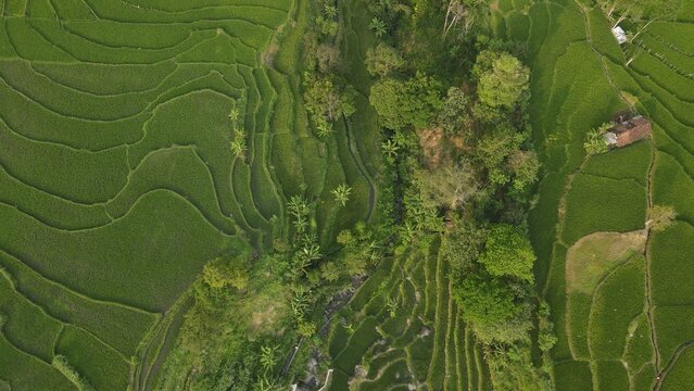 Aerial view of lush green terraced rice fields in a rural Indonesian valley surrounded by forest.
