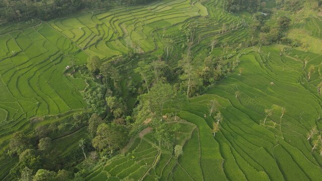 Aerial view of lush green terraced rice fields in a rural Indonesian valley surrounded by forest.