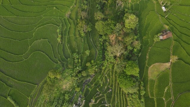 Aerial view of lush green terraced rice fields in a rural Indonesian valley surrounded by forest.