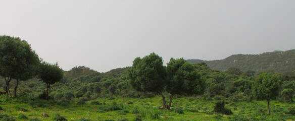 Green countryside landscape with trees and natural vegetation © Guust