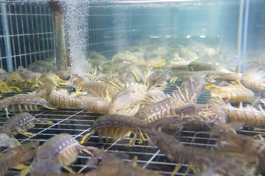 A dense cluster of mantis shrimps being farmed alive in a transparent aquarium with bubbling water and metal grating