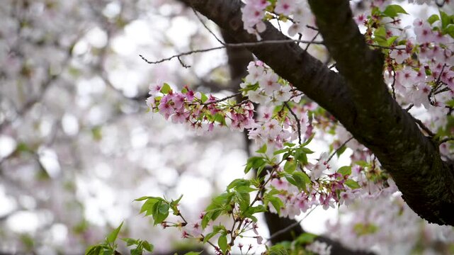 Soft Cherry Blossoms Blooming on Tree