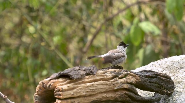 Sooty-headed Bulbul on Driftwood Log