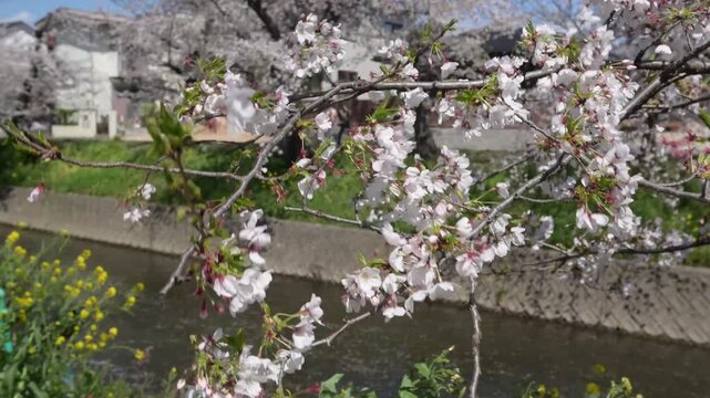 Cherry Blossom Branch Above Riverside Canal