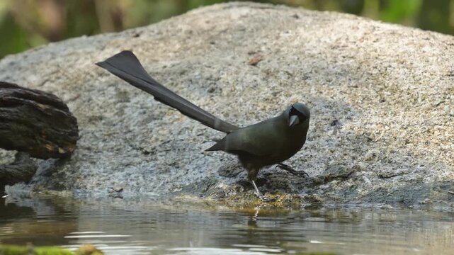 Racket-tailed Treepie Drinking at Pond