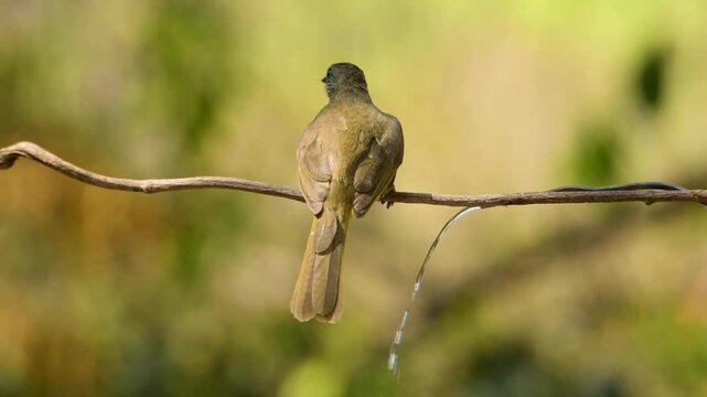 Streak-eared Bulbul Bird Sitting on Twig